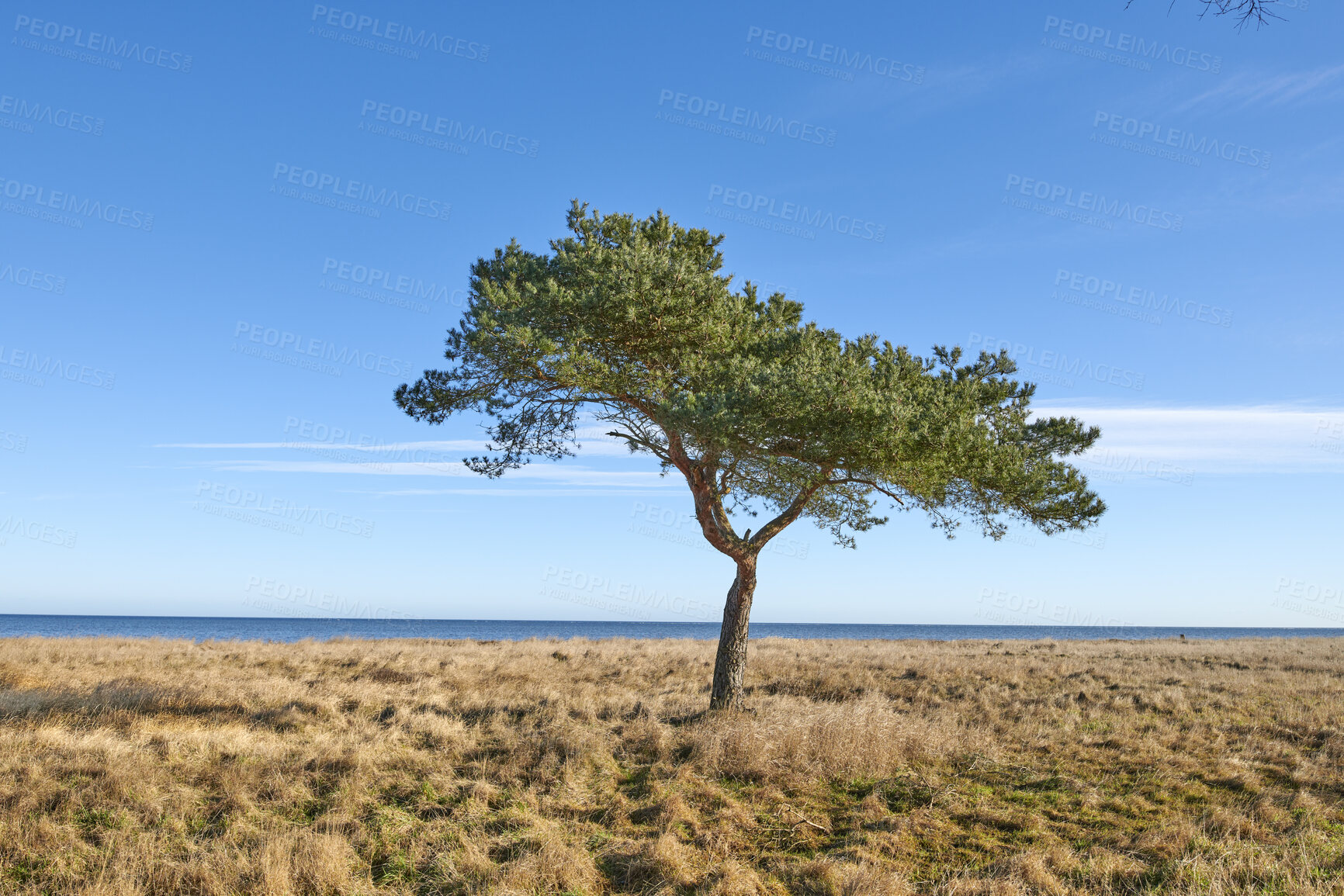 Buy stock photo Trees, plants and grass on a field or meadow in the countryside in summer. Landscape, copyspace and beautiful view of a piece of land in a natural environment against a clear blue sky