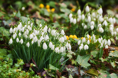 Buy stock photo A Close up of a beautiful, white and green flower in the forest. The snowdrop or common snowdrop is the first to bloom in spring. Symbol that tells us winter is leaving and warmer times are ahead.
