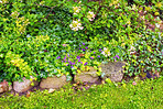 Beautiful flowers in my garden