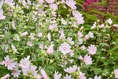 Buy stock photo A series of beautiful garden photos