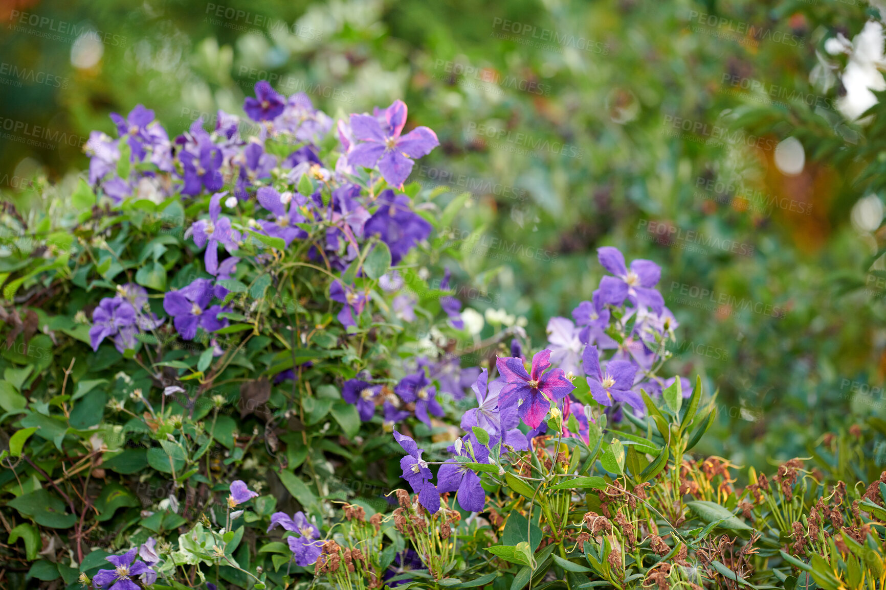 Buy stock photo Garden, flowers and blossom with growth in nature for pollination, biodiversity and horticulture. Aesthetic, botany and countryside with wildflower, cultivation and botanical plant in natural habitat