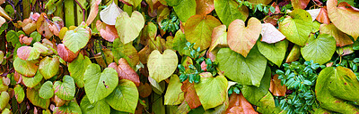 Buy stock photo Beautiful, landscape view of diverse colorful plant leaves. Mixed greenery life growing in the outdoor nature. Closeup of fresh natural leafs going through different changes in season. 