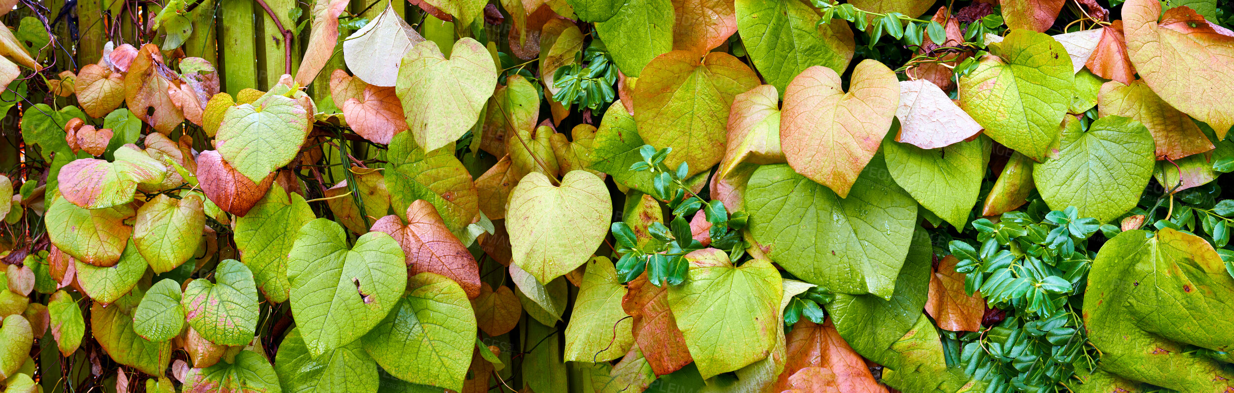 Buy stock photo Beautiful, landscape view of diverse colorful plant leaves. Mixed greenery life growing in the outdoor nature. Closeup of fresh natural leafs going through different changes in season. 