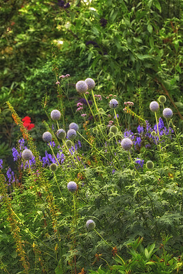 Buy stock photo Bright, colorful flowers and plants or foliage bloom in a garden in springtime. Violet Globe Thistle, Echinops, growing in the garden on a sunny summer day. A beautiful backyard in season