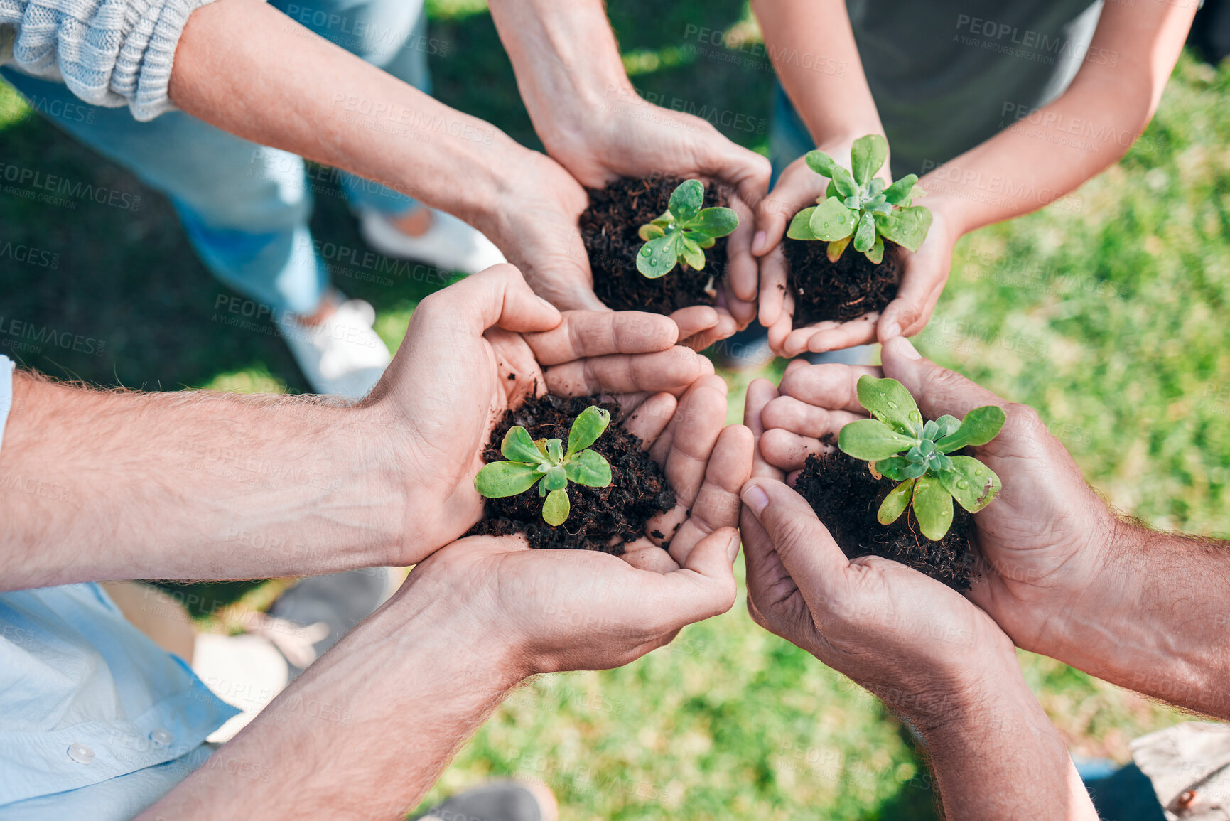 Buy stock photo Top view, hands and family with plant in soil for agriculture, earth day or nature conservation. Tree, environment and group of people with seedling for sustainability, growth or climate change above