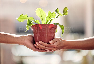 Buy stock photo Hands, giving plant and sales in nursery for sustainable small business, retail and shopping for deal. Woman, plants and hand for growth, nature or sustainability on discount, sale or choice in store