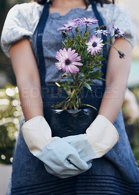 Buy stock photo Flowers, hands and person gardening with pot plant for growth, development and nursery service. Gardener, florist and eco friendly farming closeup for nature, horticulture and floral sustainability