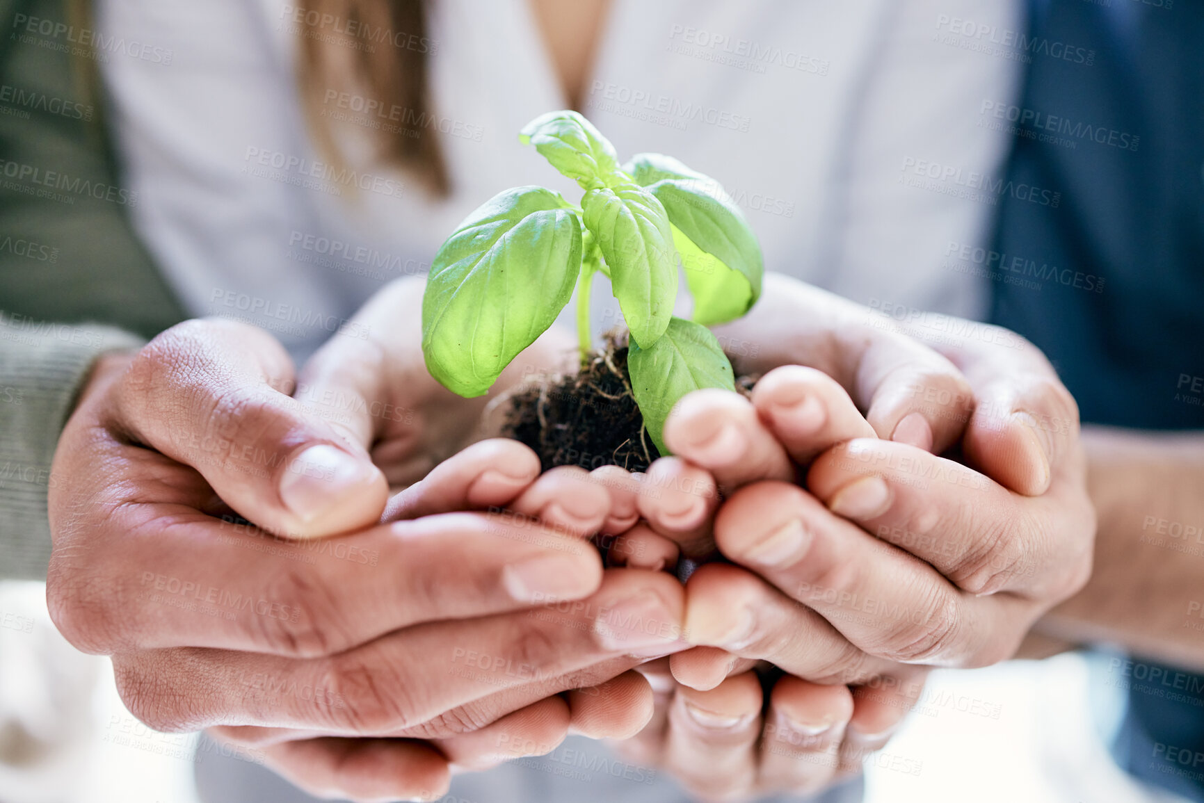 Buy stock photo Hands, spring and plant with a business team holding a pile of soil for agriculture, sustainability or development. Earth day, growth and nurture with a group of people carrying dirt in the office