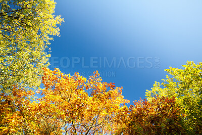 Buy stock photo Trees, forest canopy and sky in autumn with sunshine, nature and growth with color, ecology and sustainability. Woods, leaves and low angle for environment, plants and fall with landscape in Canada