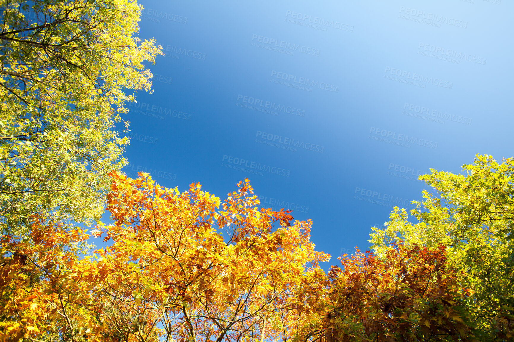 Buy stock photo Trees, forest canopy and sky in autumn with sunshine, nature and growth with color, ecology and sustainability. Woods, leaves and low angle for environment, plants and fall with landscape in Canada