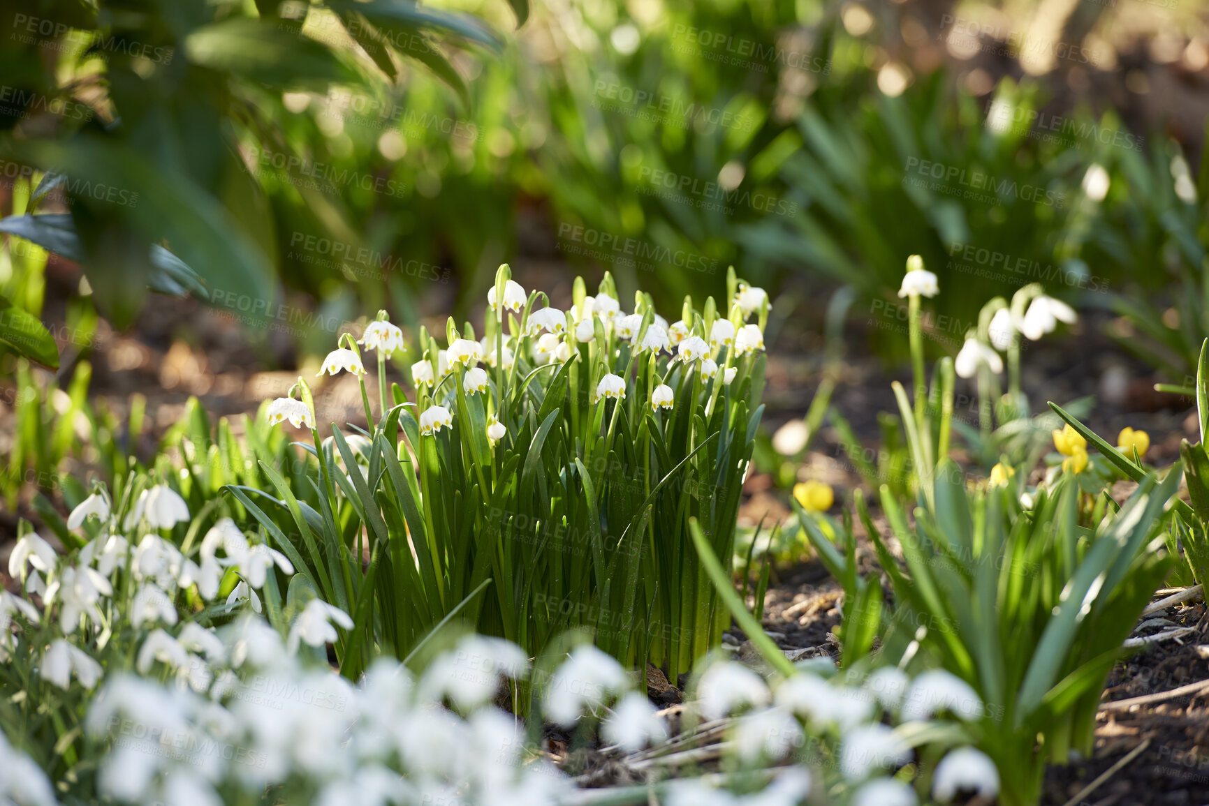 Buy stock photo Galanthus nivalis was described by the Swedish botanist Carl Linnaeus in his Species Plantarum in 1753, and given the specific epithet nivalis, meaning snowy (Galanthus means with milk-white flowers).