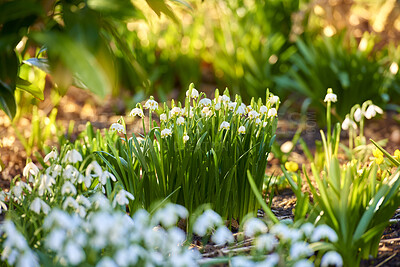 Buy stock photo Green and white natural winter flowers growing in a lush home garden or backyard. Closeup, texture and detail of common snowdrop plants flowering in a decorative yard or a remote countryside meadow