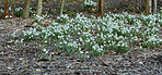 Snowdrops in the garden