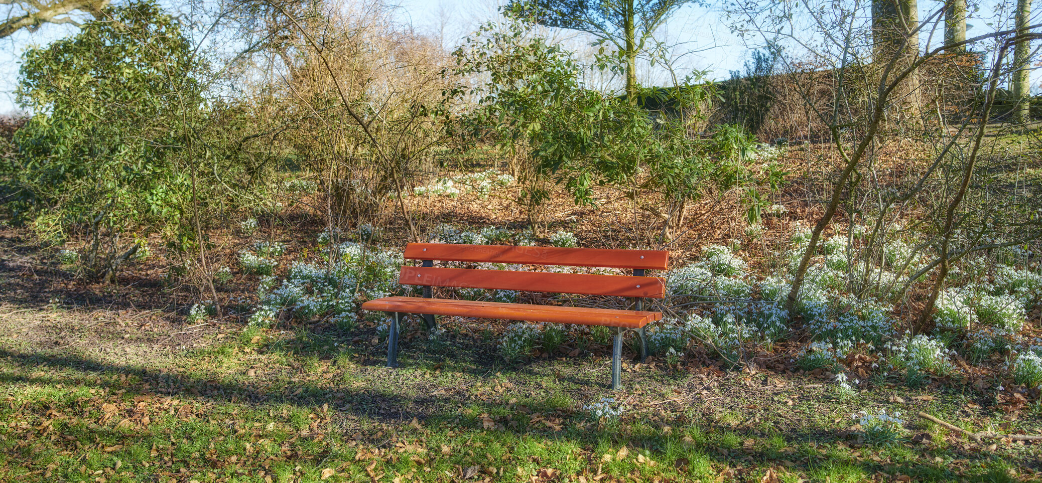 Buy stock photo Snowdrop in springtime