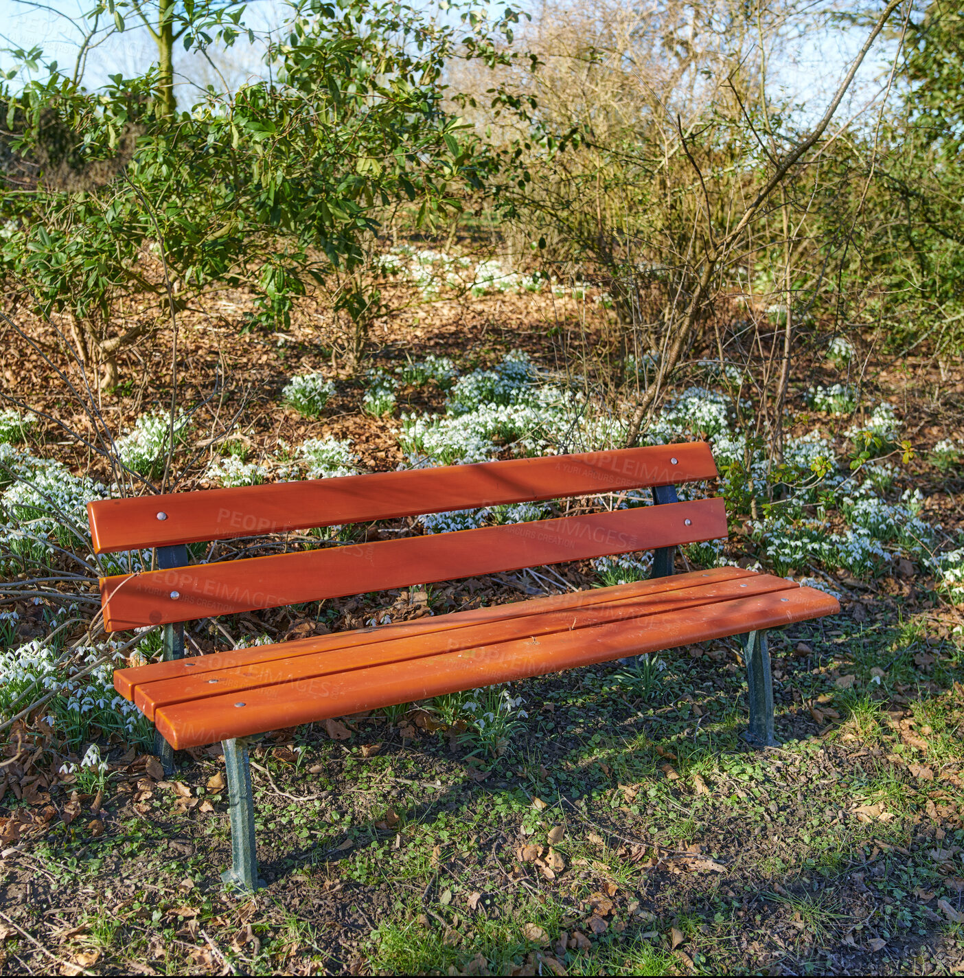 Buy stock photo A relaxing and isolated outdoor wooden bench during Spring surrounded by grass, trees and Snowdrop flowers. Mother nature and all her vibrant foliage and sunny days. A brown seat in an earthy park.