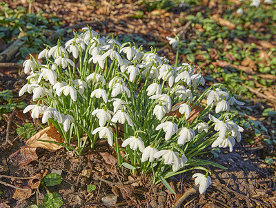 Buy stock photo Pretty, fresh and white flowers in a green garden. Beautiful, pure Snowdrops blooming with harmony and beauty in nature. Wild perennial blooms in bunches in an autumn, lush green forest 