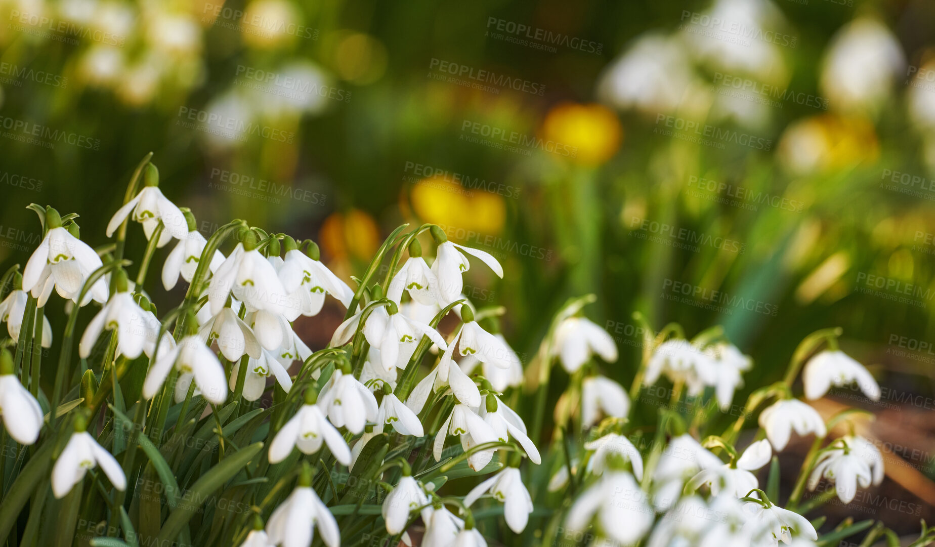 Buy stock photo White spring flowers growing in a garden or forest. Zoom in on texture and bell shape of delicate petals in a peaceful park. Soothing nature in harmony on quiet, calm and sunny afternoon