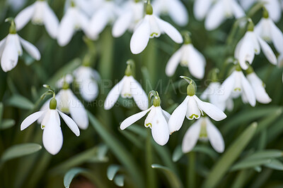 Buy stock photo Pretty, white and fresh spring flowers blooming in forest or remote nature enviroment. Closeup view of many common snowdrop plants flowering in groups in a landscaped yard as decorative flora
