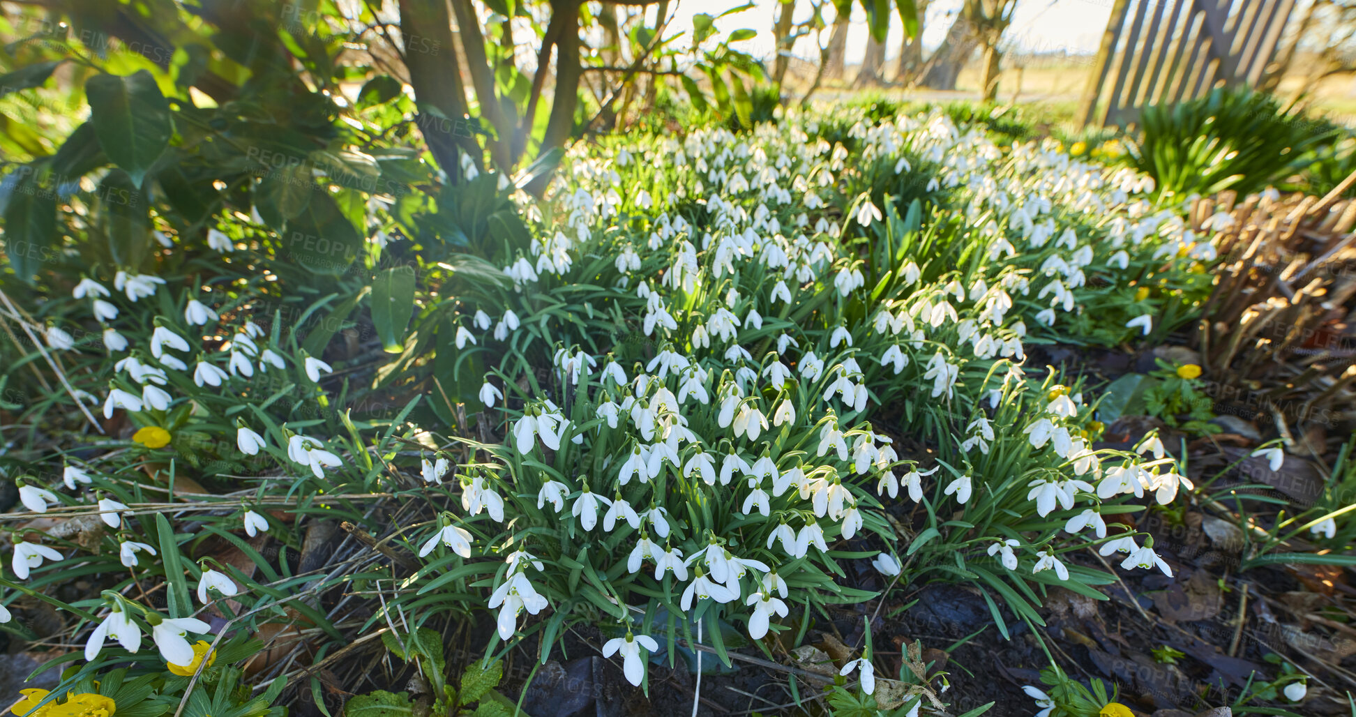 Buy stock photo Galanthus nivalis was described by the Swedish botanist Carl Linnaeus in his Species Plantarum in 1753, and given the specific epithet nivalis, meaning snowy (Galanthus means with milk-white flowers).