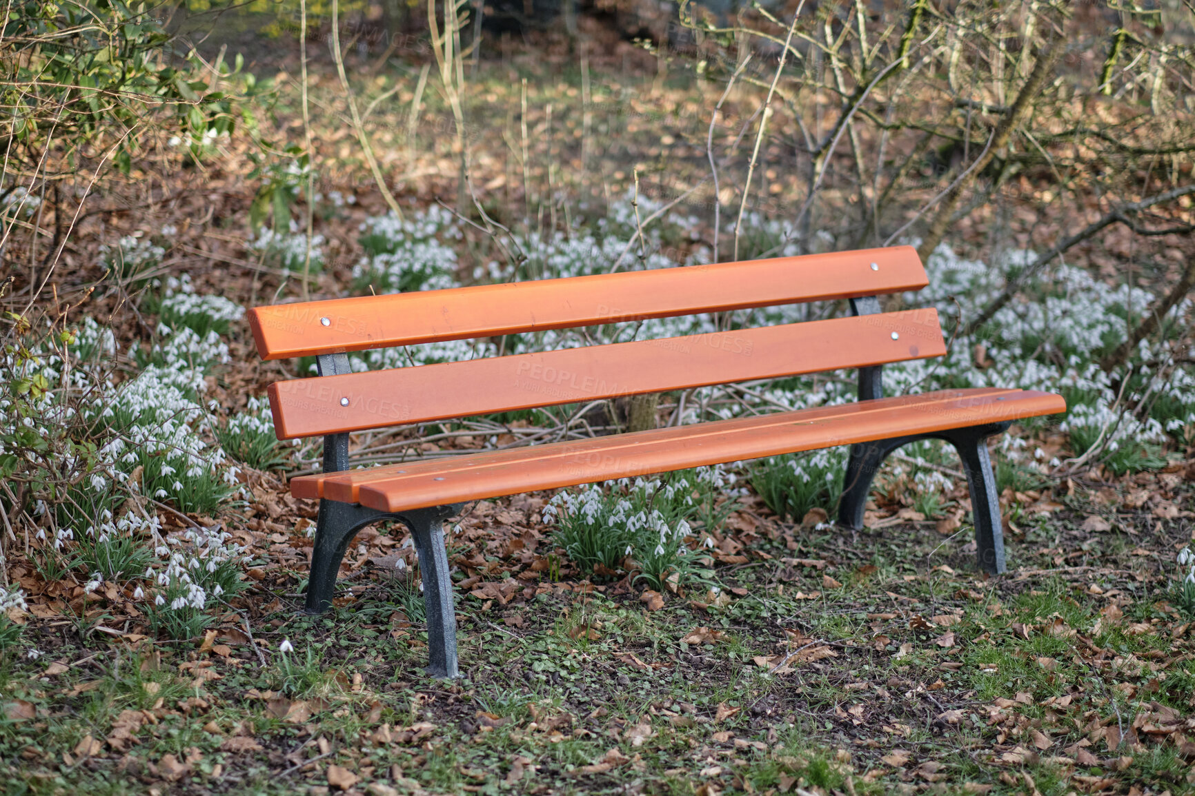 Buy stock photo Snowdrop in springtime