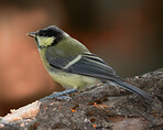 The Great Tit - the forest in autumn.