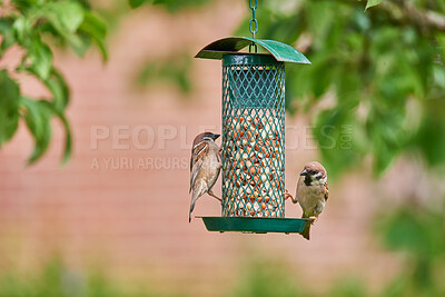 Buy stock photo A telephoto of a typical garden sparrow