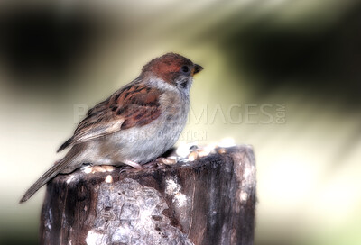 Buy stock photo A telephoto of a beautiful sparrow