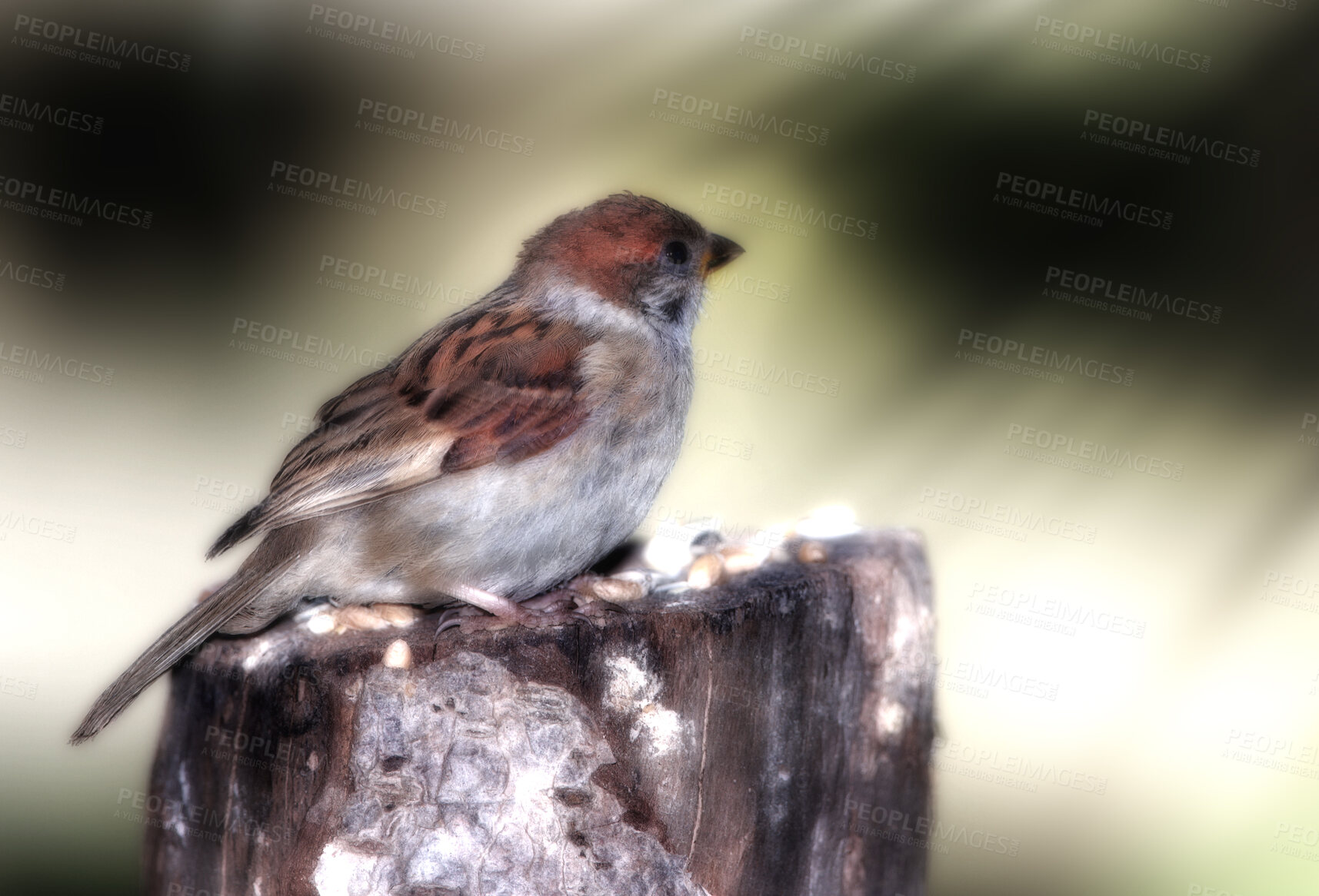 Buy stock photo A telephoto of a beautiful sparrow