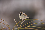 Telephoto of sparrow in nature