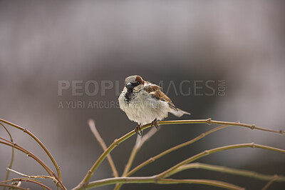 Buy stock photo Telephoto of sparrow in nature