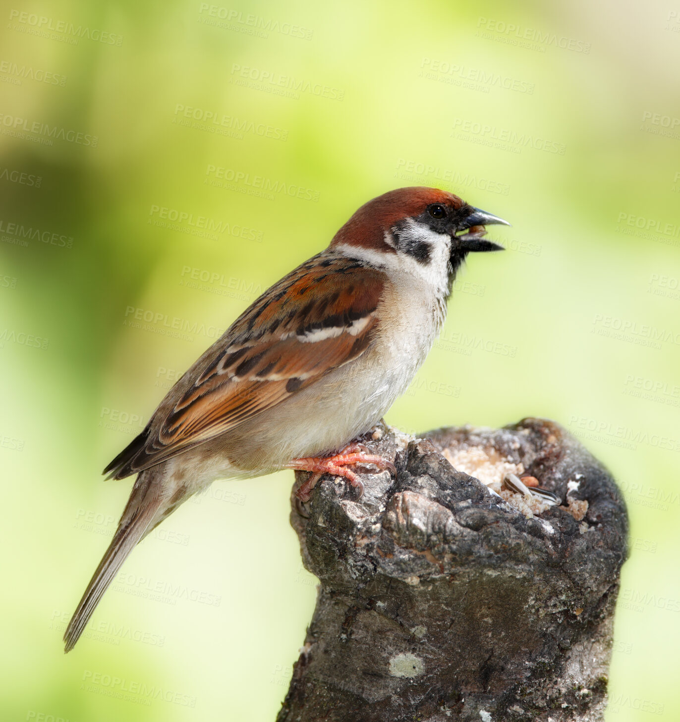 Buy stock photo A telephoto of a beautiful sparrow