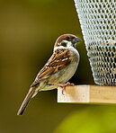 Sparrow in my garden