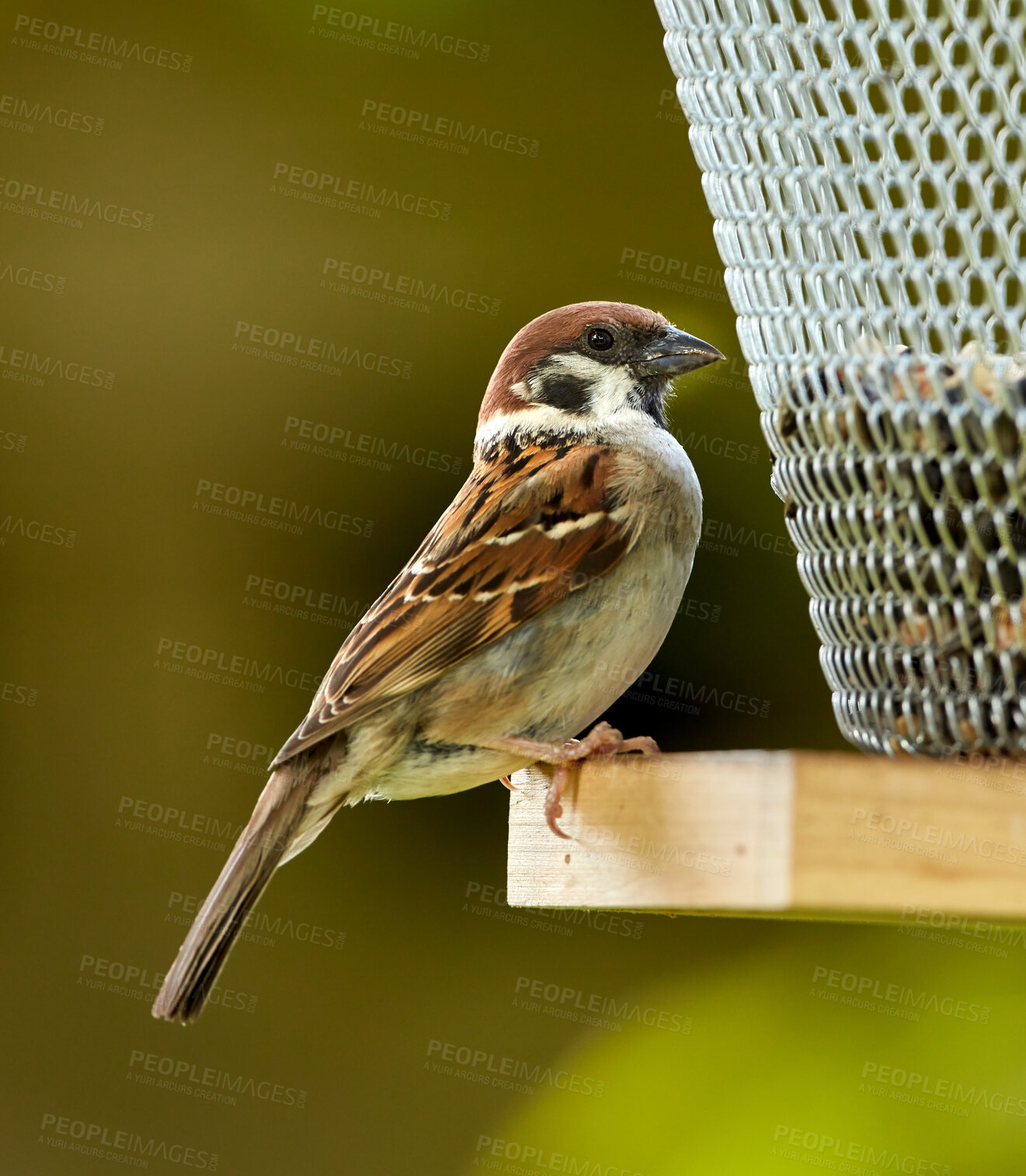 Buy stock photo A telephoto of a beautiful sparrow