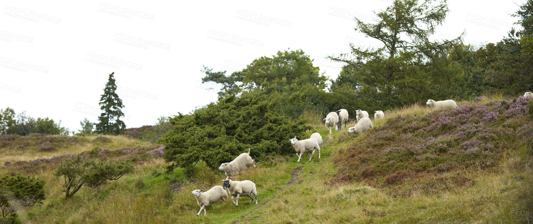 Buy stock photo A series of photos of lamb and sheep