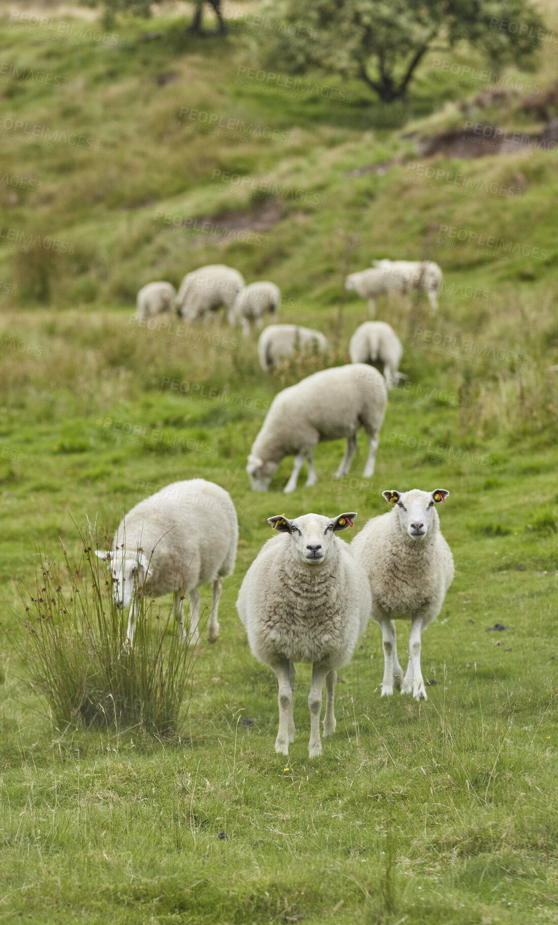 Buy stock photo A series of photos of lamb and sheep