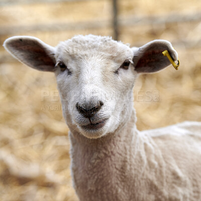 Buy stock photo A series of photos of lamb and sheep