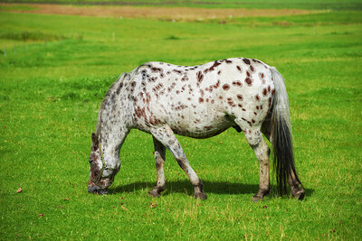 Buy stock photo Beautiful horse - in natural setting