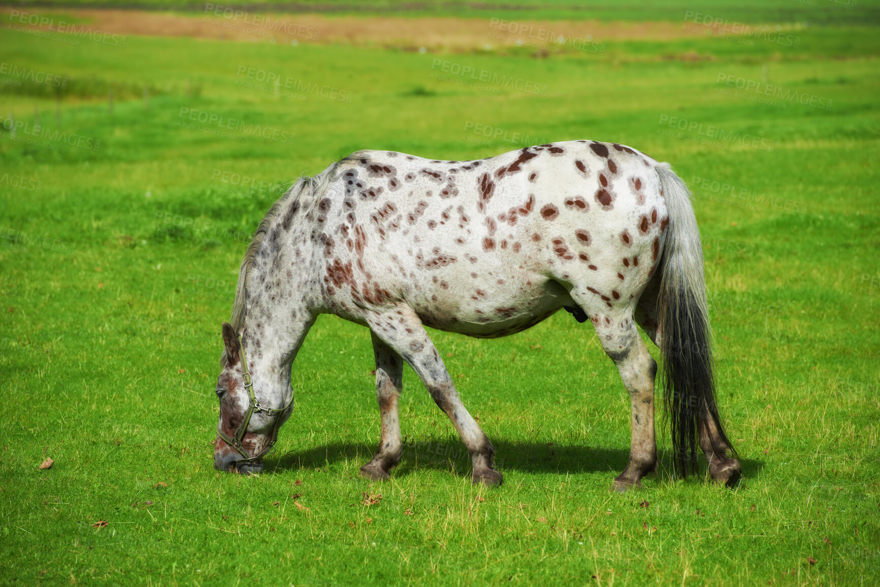 Buy stock photo Beautiful horse - in natural setting