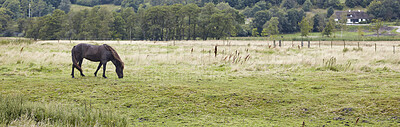 Buy stock photo Beautiful horse - in natural setting