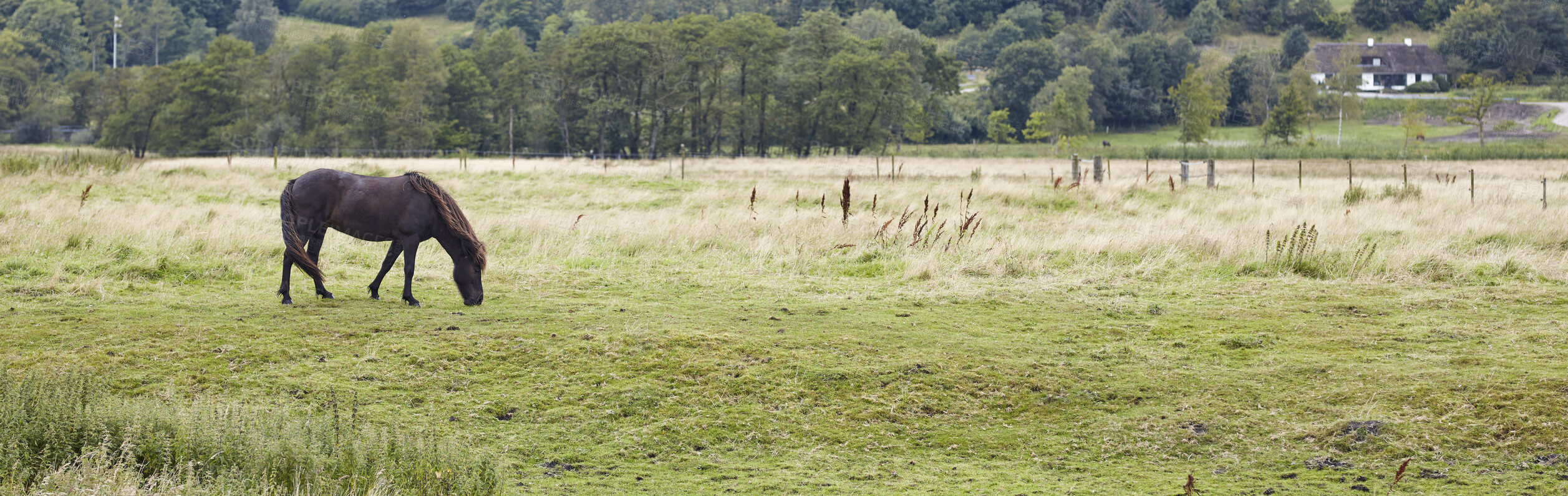 Buy stock photo Beautiful horse - in natural setting