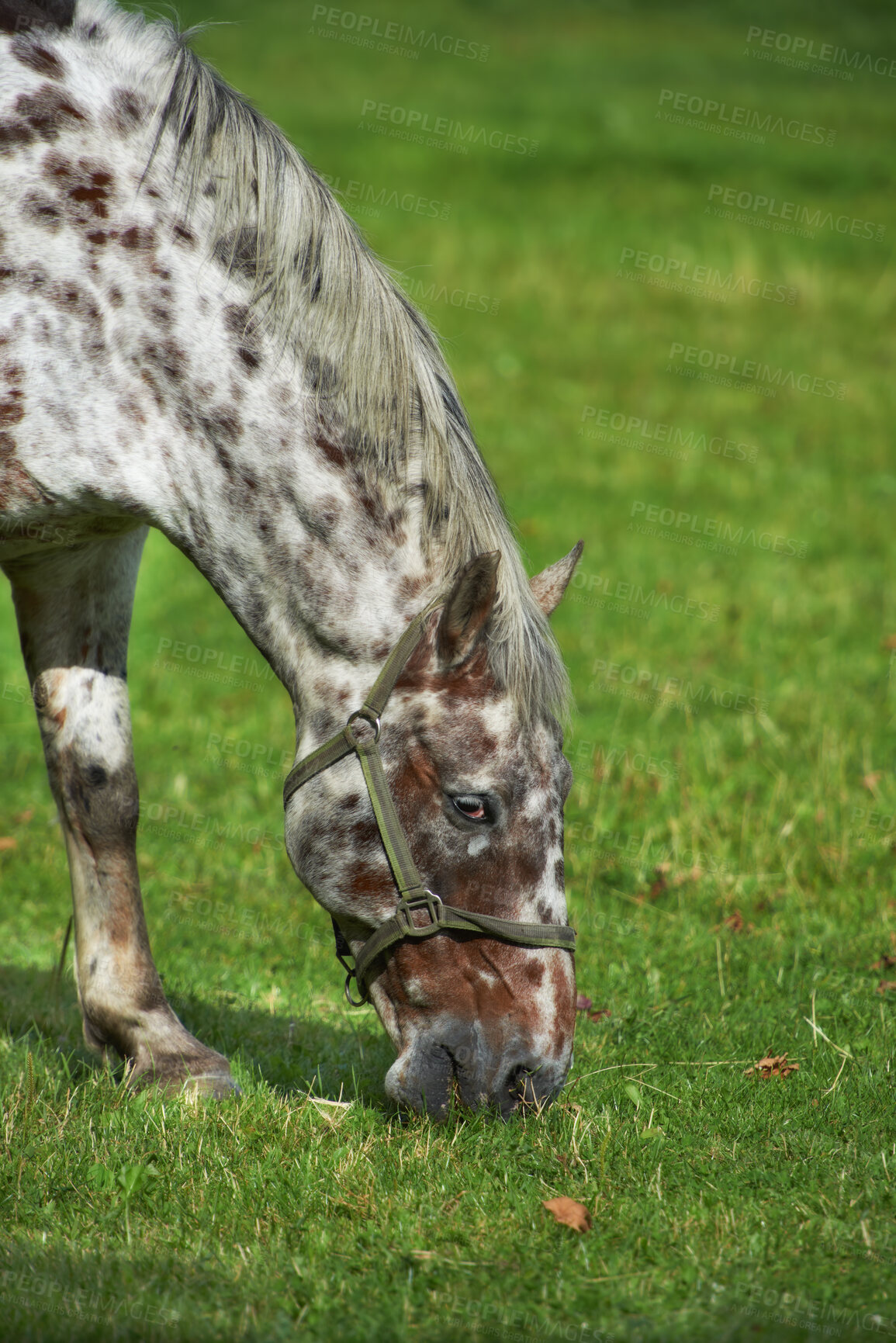 Buy stock photo Beautiful horse - in natural setting