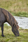 Beautiful horse - wonder of nature