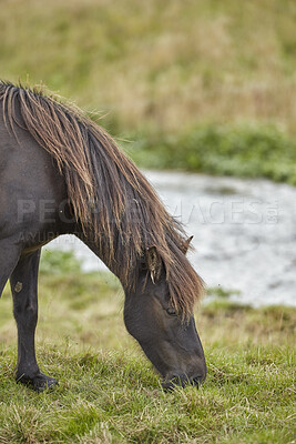 Buy stock photo Beautiful horse - in natural setting