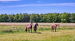 Beautiful horse - wonder of nature