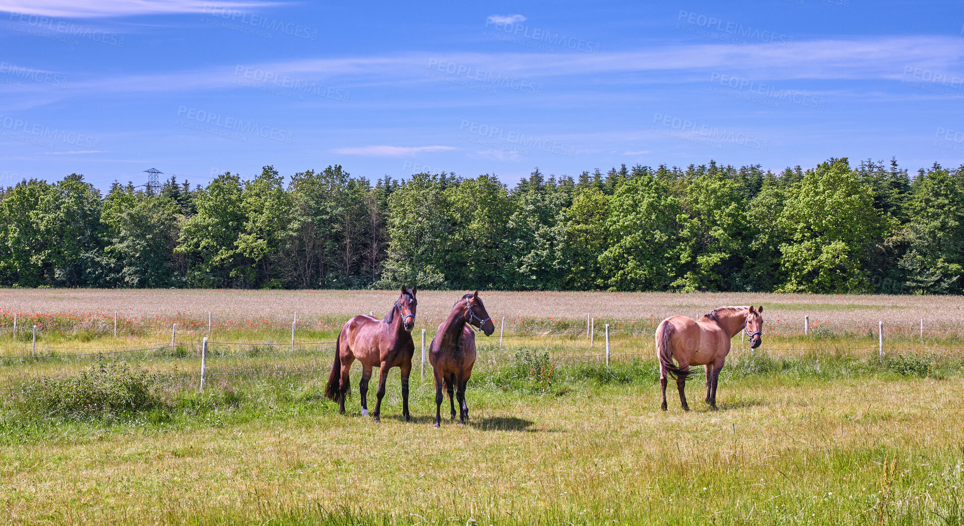 Buy stock photo Beautiful horse - in natural setting