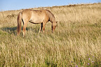 Beautiful horse - wonder of nature