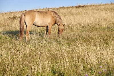 Buy stock photo Beautiful horse - in natural setting