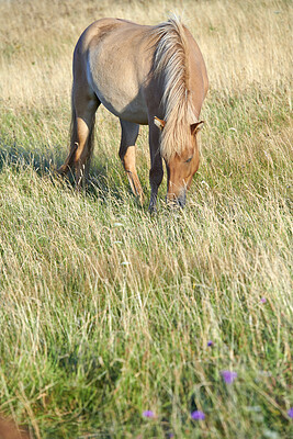 Buy stock photo Beautiful horse - in natural setting