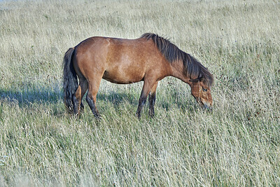 Buy stock photo Beautiful horse - in natural setting