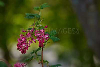 Buy stock photo A series of beautiful garden photos